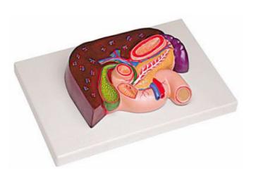 肝、胰、脾、十二指腸、胃模型